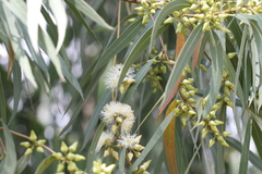 Eucalyptus tereticornis